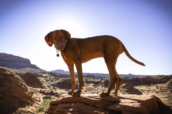 Pet Friendly Vacation Rentals in AZ