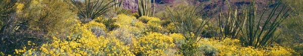 Arizona wildflowers