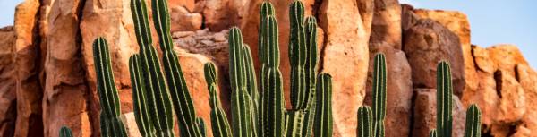 Cactus in Arizona